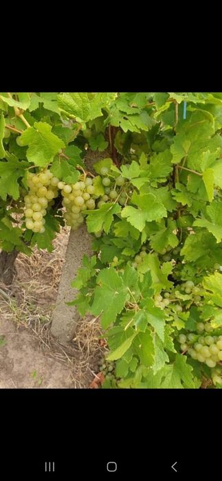 Vand struguri pentru vin q