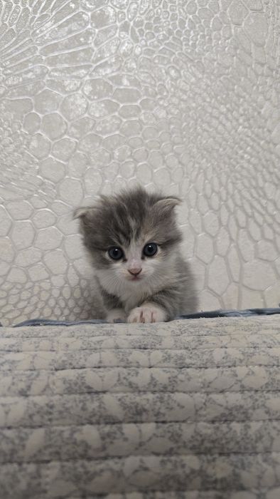 Продам котят, пока только бронь