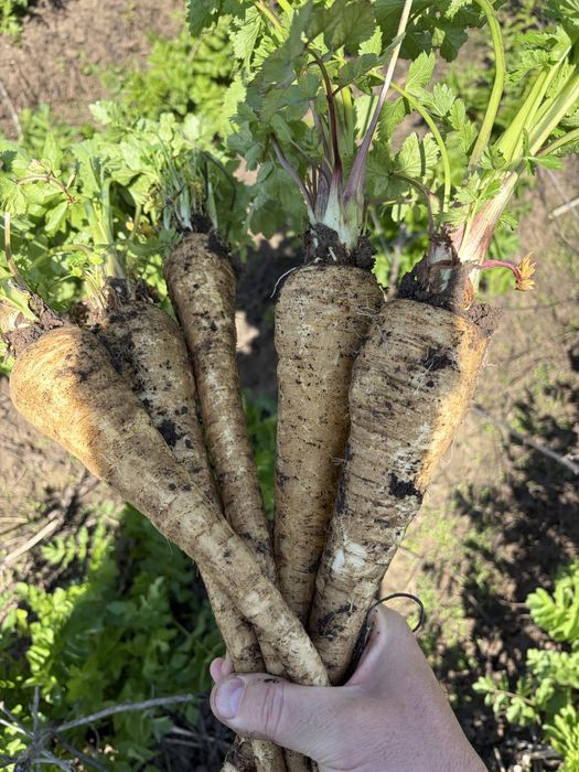 Vand pastarnac recoltat 2026