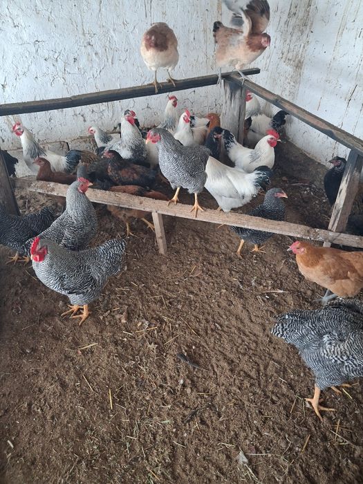 Кораздар сатылады