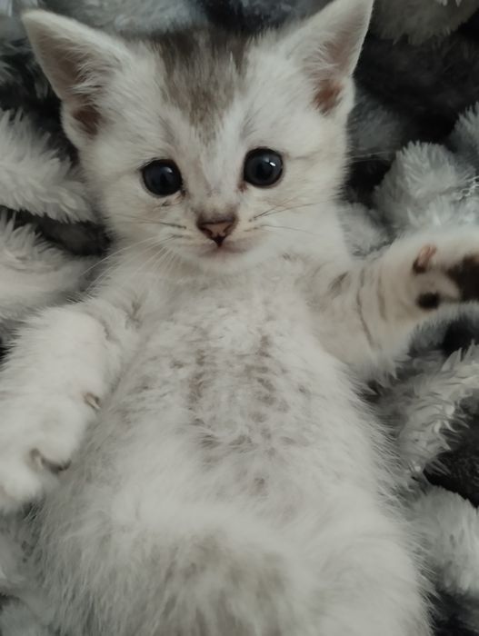 Продам котят шотландской породы