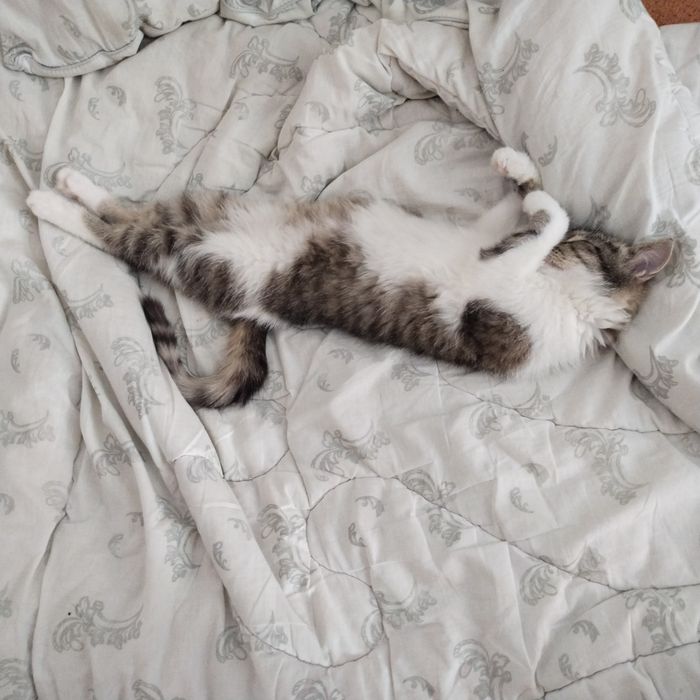 Котёнок в добрые руки
