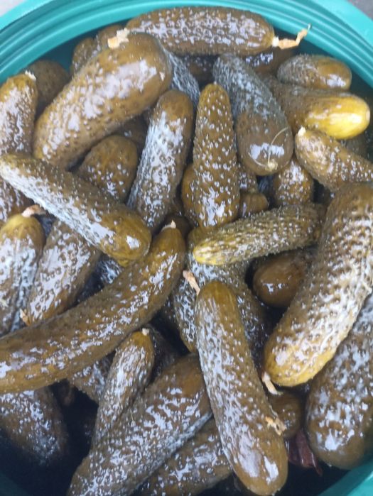 Castraveti murati in saramura/ castraveti pentru restaurante/ shaorma
