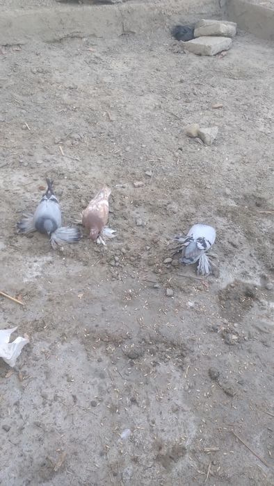 Kabutarlar sotiladi