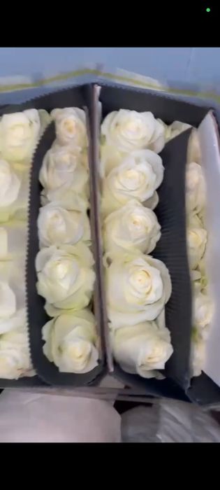 Гвоздика и роза оптом и розницу