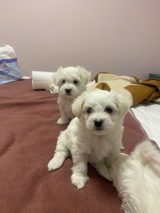 Малтийски болонки гр.Бургас