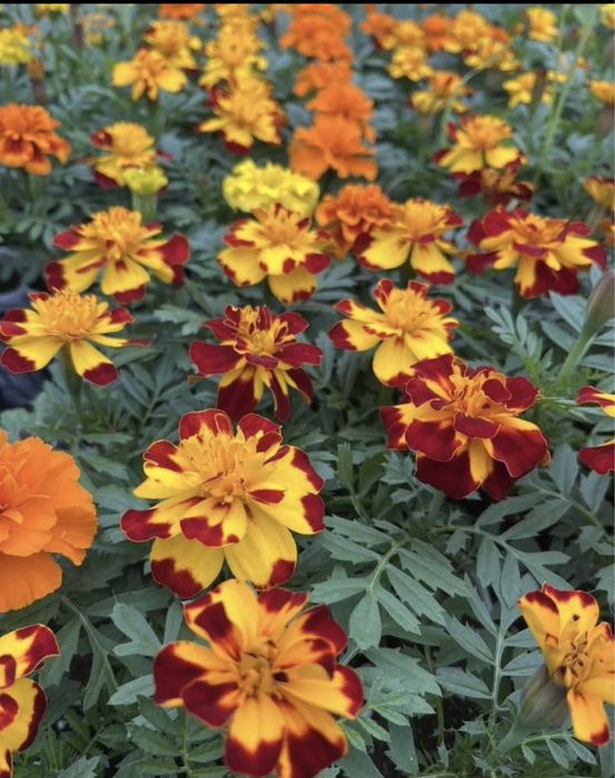 П е т у н и я - о д н о л е т к а