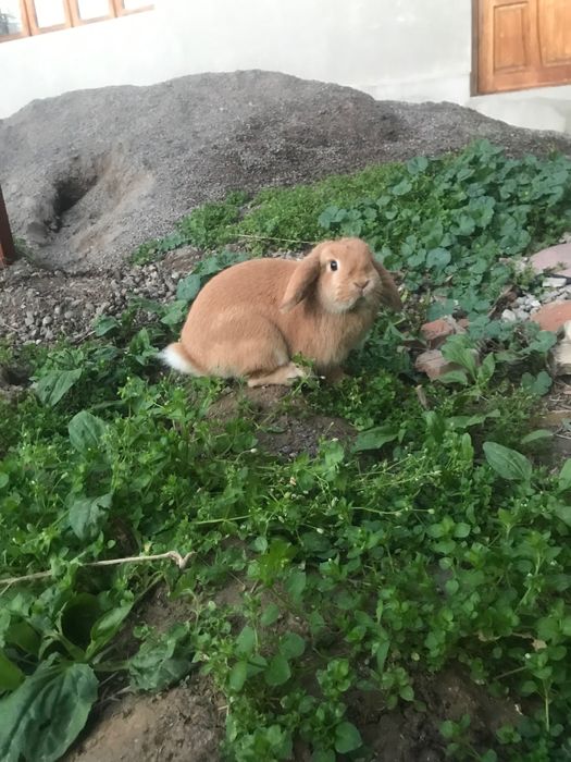 KARLIK dekarativniy quyon