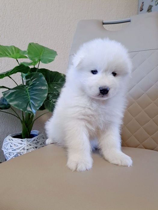 Pui samoyed. Femela