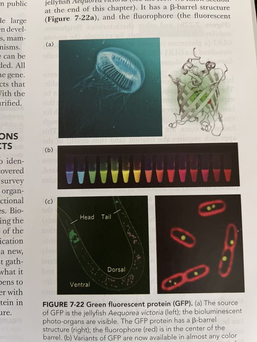 Молекулярна биология