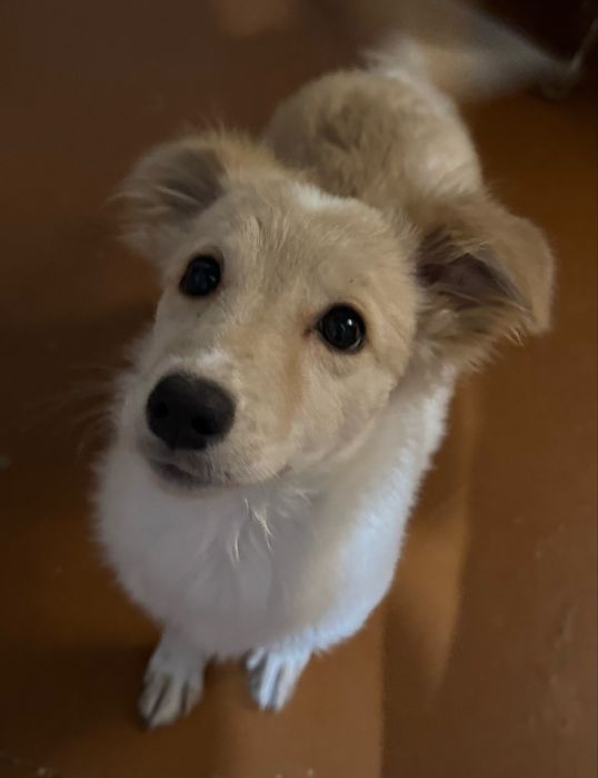 Отдам щенка (девочка)в добрые руки