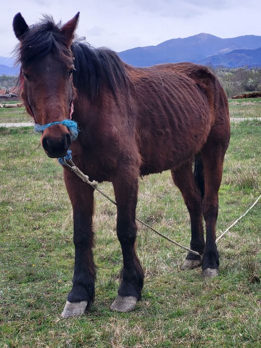 3 caii de vanzare la pachet