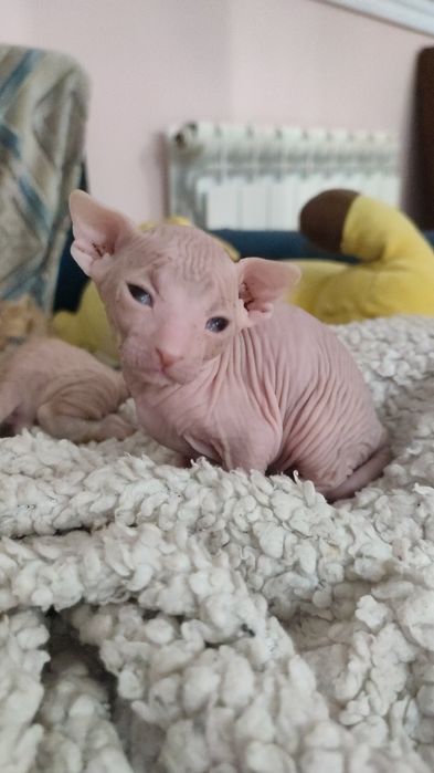 Сфинкс Питерболд