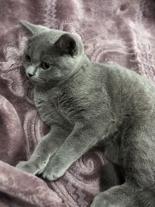 Кошка британского прохождение