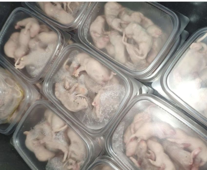 Крыса голыш 5-10 гр, заморозка