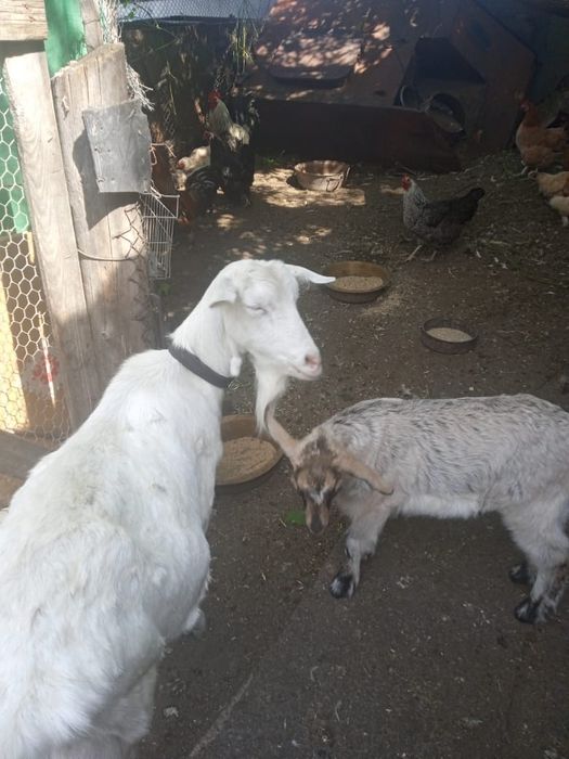 Коза 4 месяца комолая