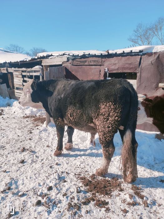 Продаётся бычок / бұқа сатылады