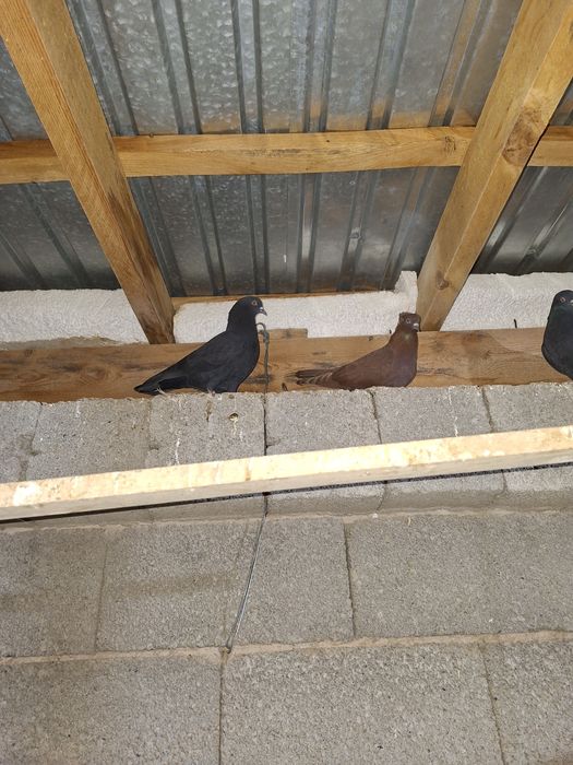 Продаётся бакинеские