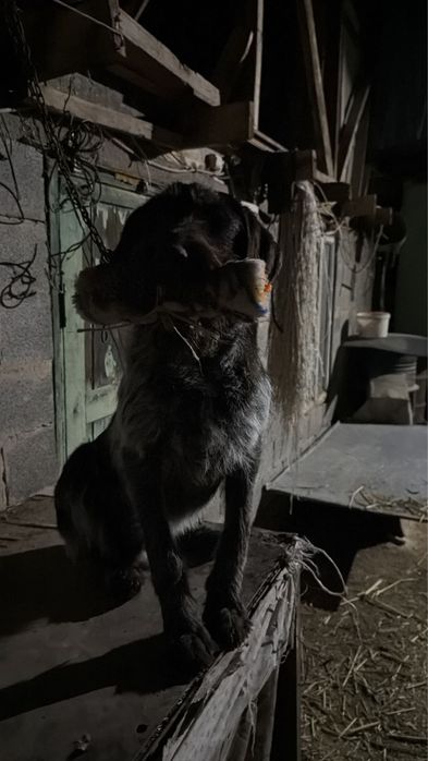 Продам шенка дратхара