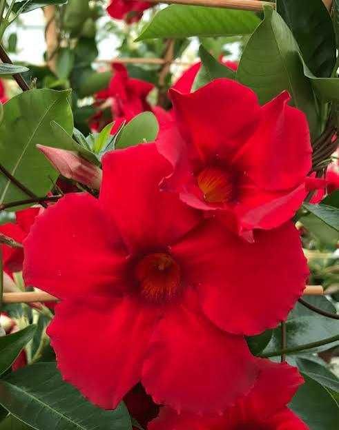 Дипладения, Мандевила