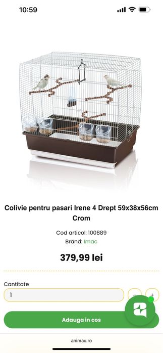 Papagal agapornis + colivie