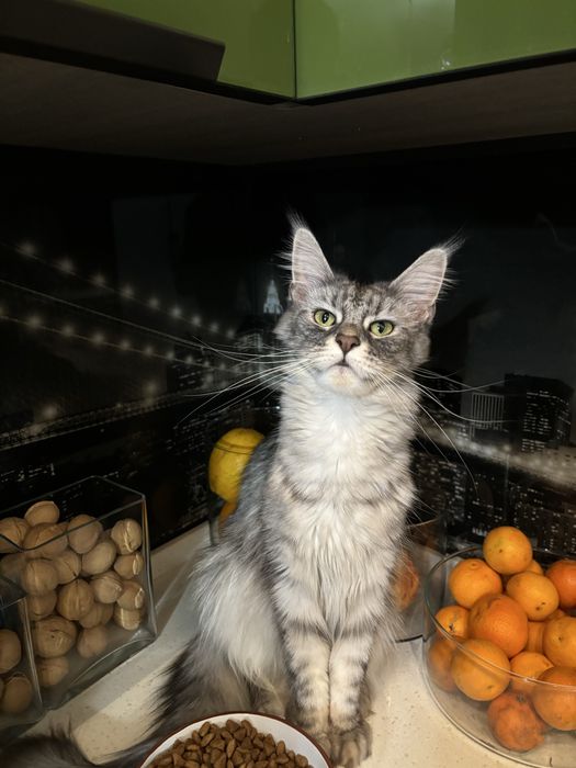 Мейнкун вязка кошка