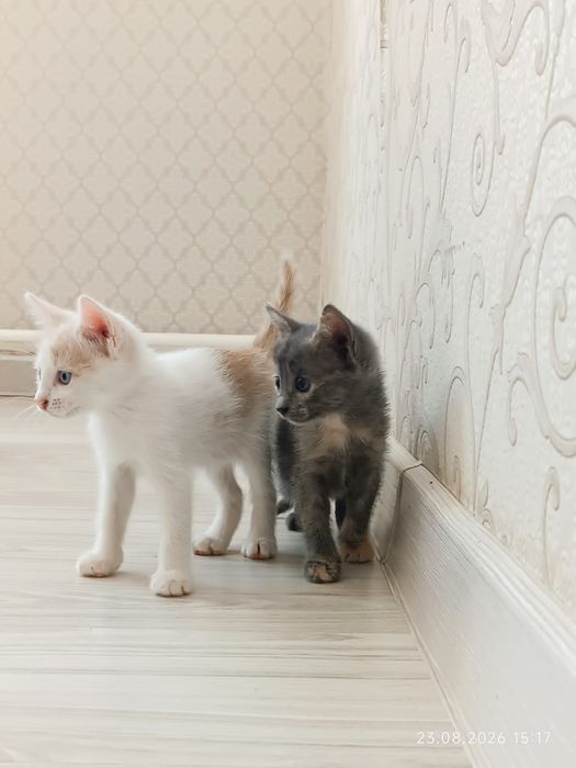 Котята мысыктар бар
