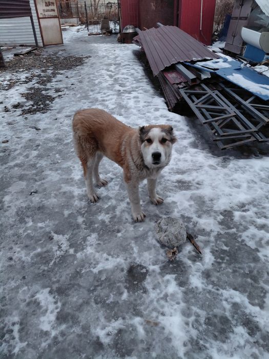 Продам собаку алабай