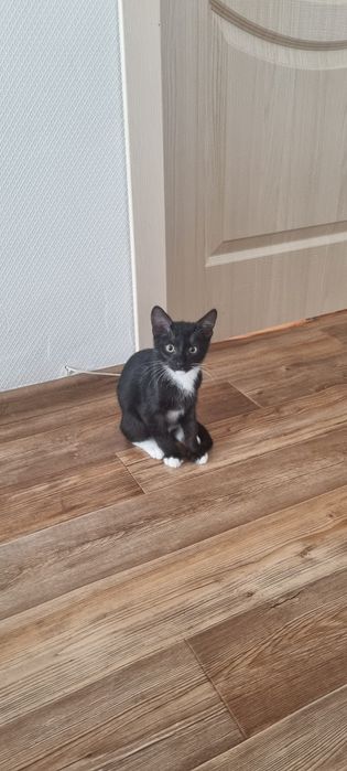 Отдается котенок в добрые руки