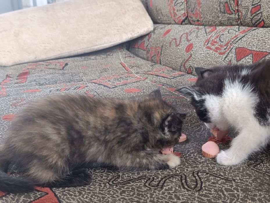 В добрые руки ,котята