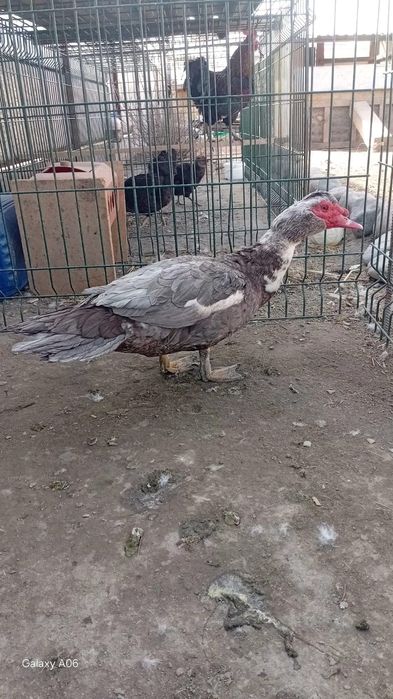 Самец    обменяю.