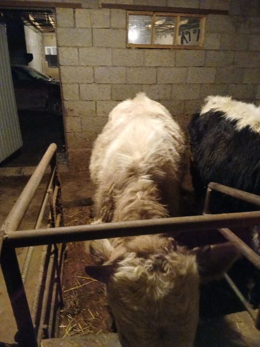 Продам бычков ...