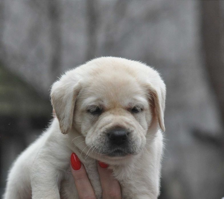 Лабрадор кученца