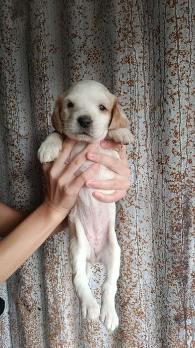 Тазы және спаниель