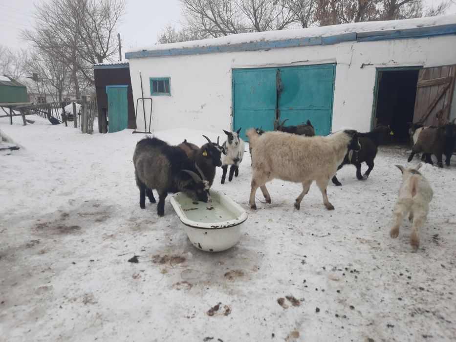 Ешкілер сатылады