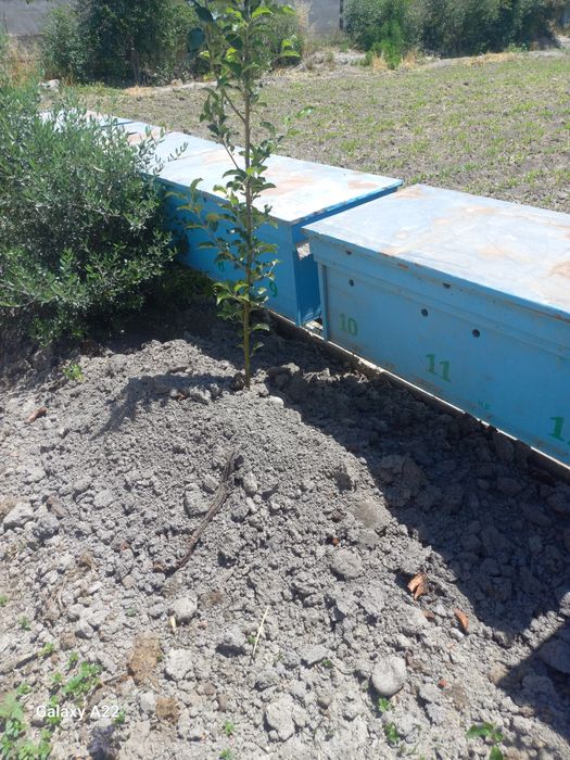 Асалари яшиги сотилади бекорга турибди кимга керак булса .