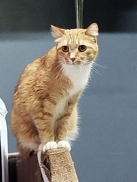 Зайка ищет свою семью.