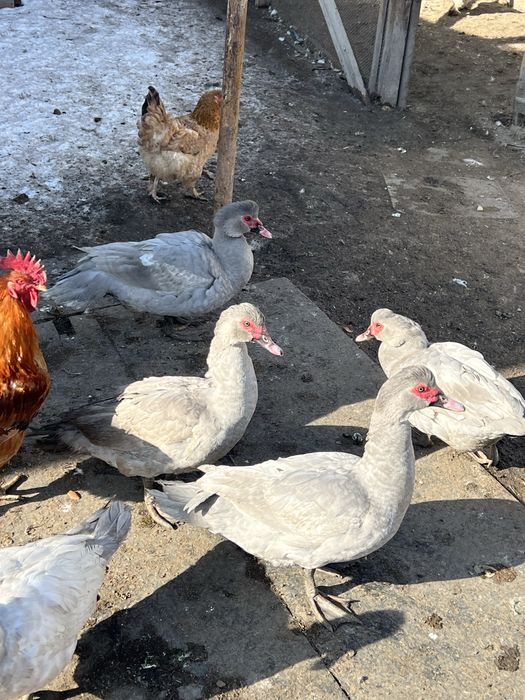 Селезни лаванда