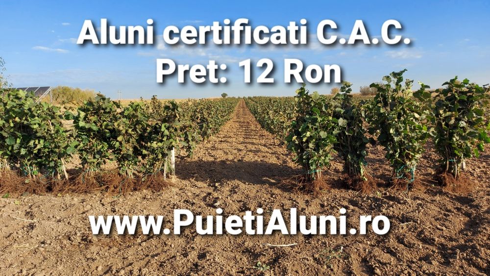 Puieti de alun certificati. Pepiniera autorizata.