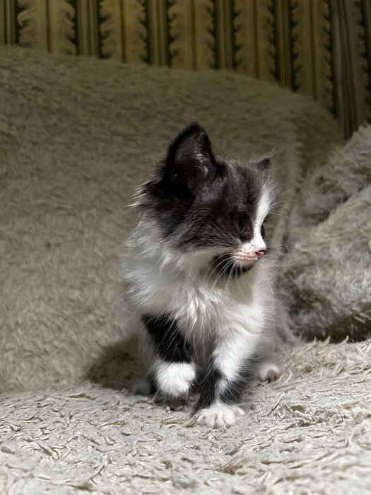 Котенка отдам в добрые руки