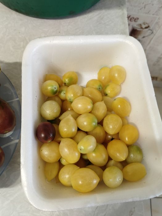 Продам семена томатов