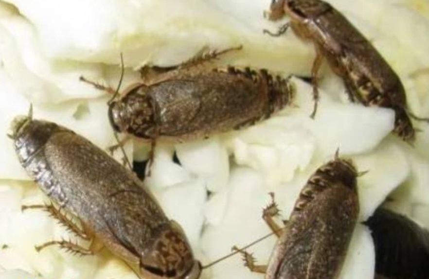 Мраморные тараканы