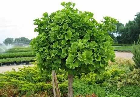 Гинкго (Ginkgo biloba), саженцы