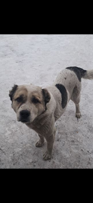 Отдам собаку алабай