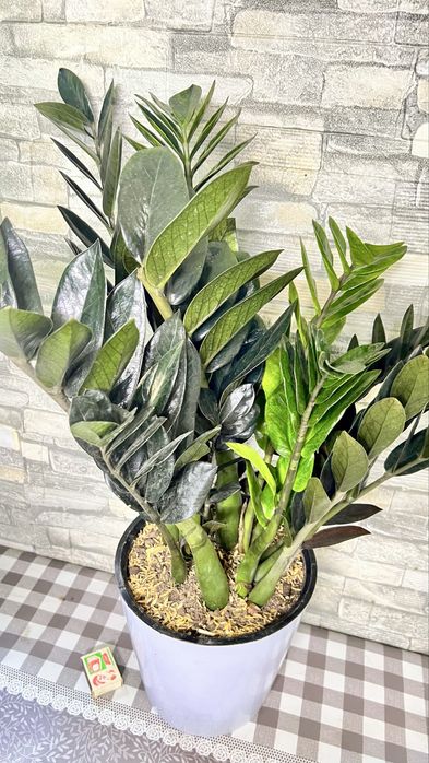 Замиакулькас Равен