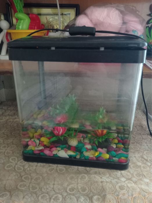 Akvarium baliqlar uchun