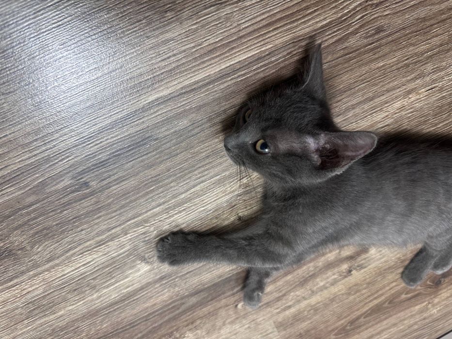 кошка  скотиш страйт