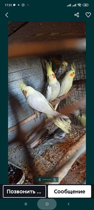 Капелла попугай домашние