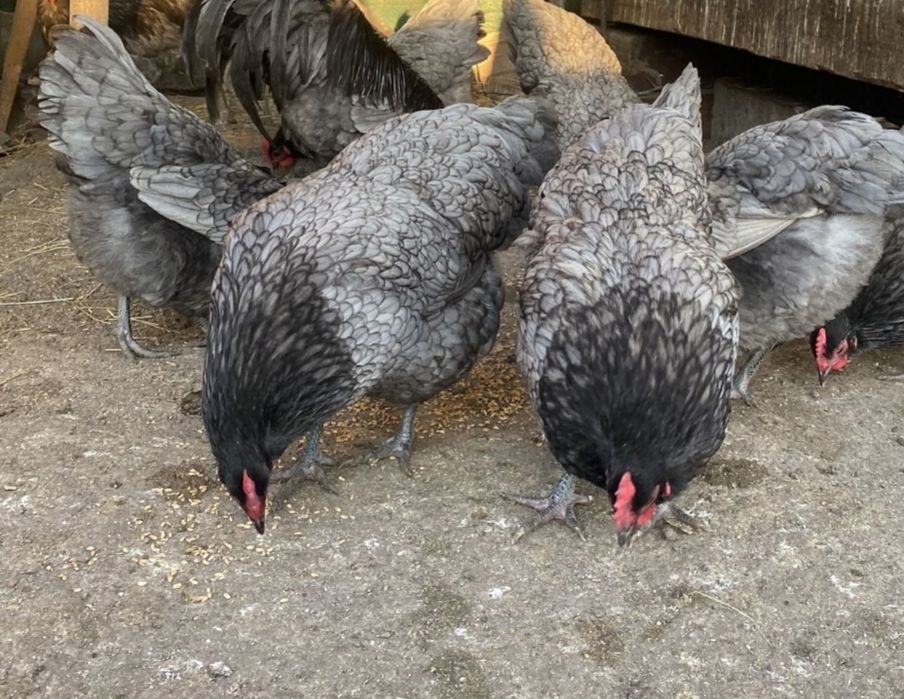 Oua incubat australorp