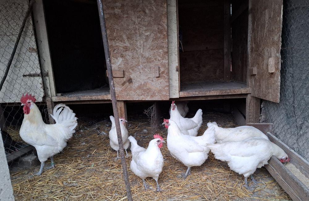 Ouă pentru incubat de la gaini: Marans, Cream Legbar si La Bresse